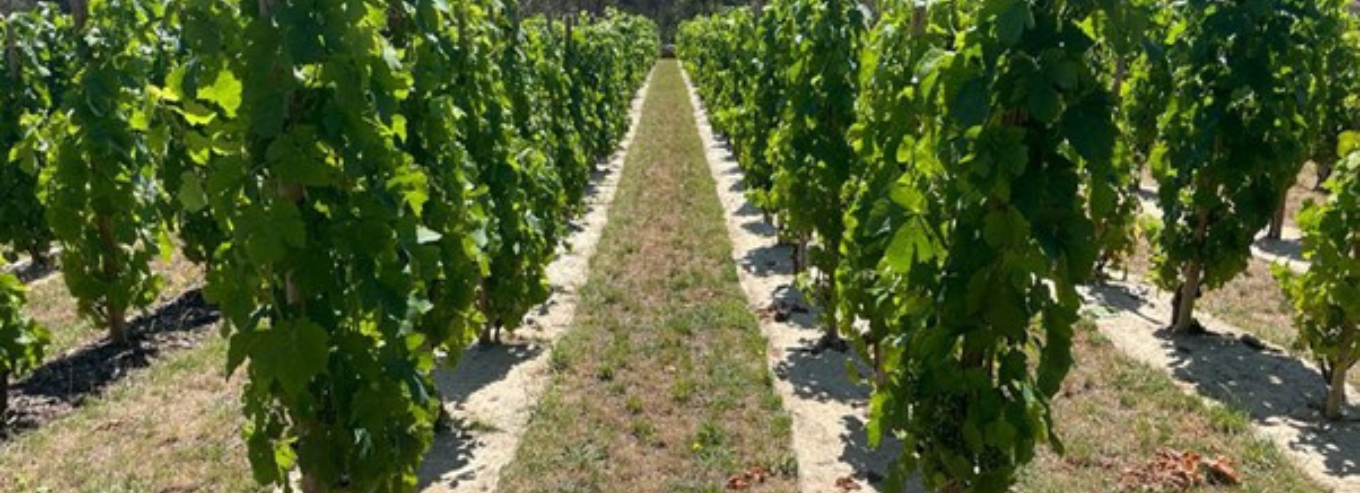 Granjoux row of grapes in the vineyard 